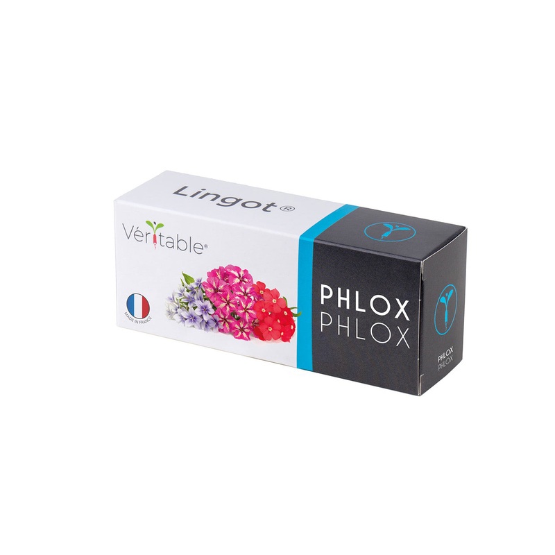 Veritable Lingot Phlox