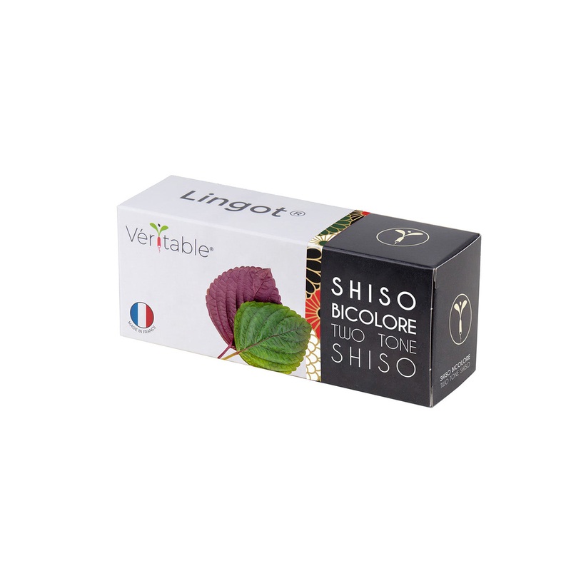 Veritable Lingot Shiso Bi Color