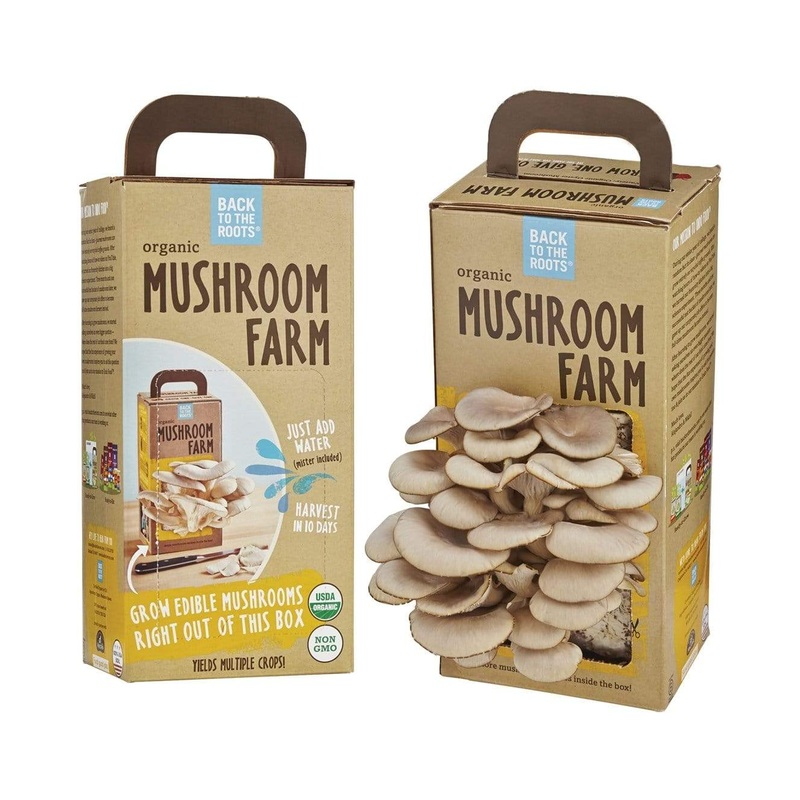 Back to the Roots Mushroom Kit