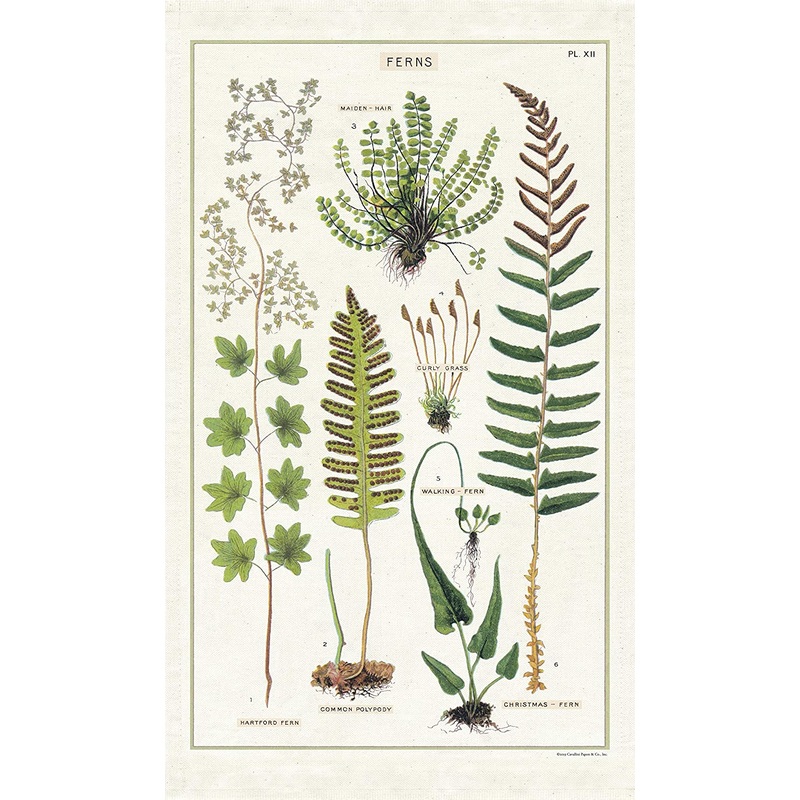 Cavallini & Co. Tea Towel – Ferns